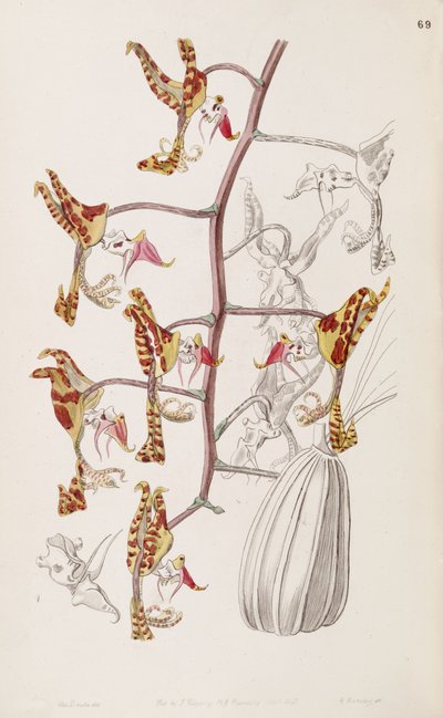 Gongora fulva by Miss Drake